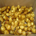 Chinese Air Dried Ginger, Market Prices for Fresh Ginger on Hot Saling